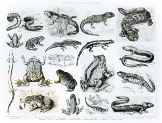 Batrachians and other Amphibia (litho) (b/w photo) | Obraz na stenu