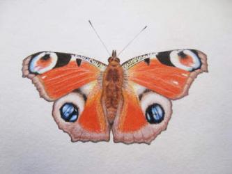 Peacock Butterfly, 2012 (watercolour paint and pencil) | Obraz na stenu