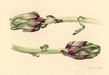 Artichokes, 2005 (w/c on paper) | Obraz na stenu