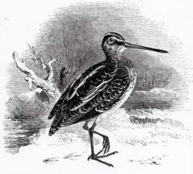 The Common Snipe,  illustration from 'A History of British Birds' by William Yarrell, first published 1843 (woodcut) | Obraz na stenu