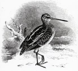 The Common Snipe,  illustration from 'A History of British Birds' by William Yarrell, first published 1843 (woodcut) | Obraz na stenu