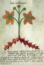 Ms 320 M Fol.13r Herba Antollas Lupanas, from 'Liber Herbarius una cum rationibus conficiendi medicamenta' by Orgione Rizzardo (vellum) | Obraz na stenu