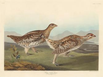 Sharp-tailed Grous, 1837 (coloured engraving) | Obraz na stenu