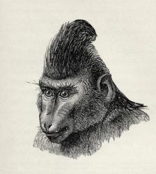 Cynopithecus niger in a placid condition, from Charles Darwin's 'The Expression of the Emotions in Man and Animals', 1872 (litho) | Obraz na stenu