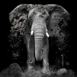 The Disappearance of the Elephant, 2014, (Direct Print on Brushed Aluminium, BUTLERFINISH® Look) | Obraz na stenu