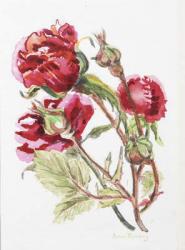 Red Rose Spray,2001, (w/c on handmade water colour board) | Obraz na stenu