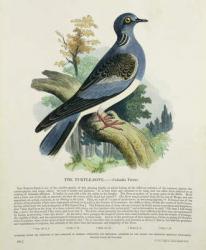 Turtle-Dove (Columba Turur) (colour litho) | Obraz na stenu