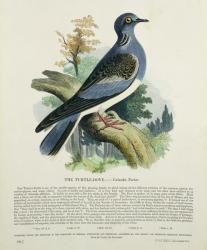 Turtle-Dove (Columba Turur) (colour litho) | Obraz na stenu