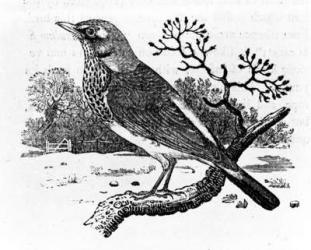 The Fieldfare, illustration from 'A History of British Birds' by Thomas Bewick, first published 1797 (woodcut) | Obraz na stenu