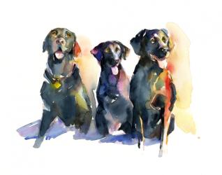 Three Black Labs, 2015, (watercolor) | Obraz na stenu