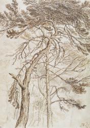 Study of Trees (pen & ink and pencil on paper) | Obraz na stenu