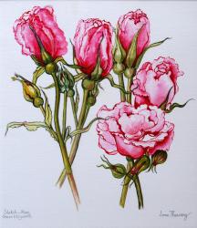 Rose, Queen Elizabeth, 2006 (w/c on paper) | Obraz na stenu