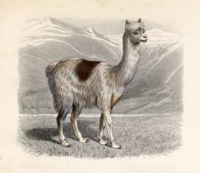 The Llama, engraved by E. Ramus (coloured engraving) | Obraz na stenu