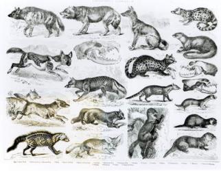 Carnivorous Animals (litho) (b/w photo) | Obraz na stenu