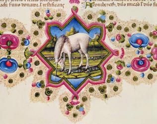 Fol.245V A Unicorn, from the Borso d'Este Bible Vol.II, 1455-61 (vellum) | Obraz na stenu