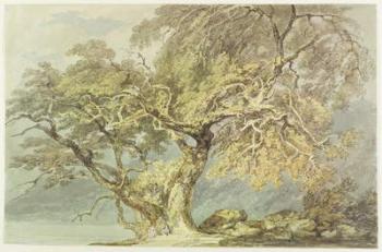 A Great Tree, c.1796 (w/c over graphite on paper) | Obraz na stenu
