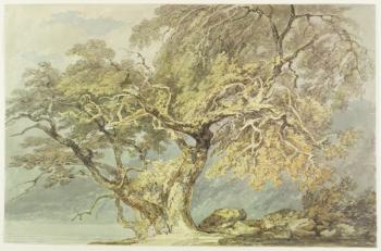 A Great Tree, c.1796 (w/c over graphite on paper) | Obraz na stenu