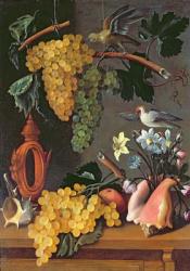 Still Life with Grapes, Birds, Flowers and Shells (oil on canvas) | Obraz na stenu