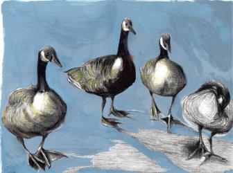 Friendly Canada Geese, 2012, (gouache and charcoal on paper) | Obraz na stenu