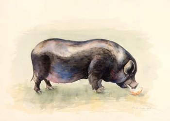 Italian Black Pig , 2014, watercolour | Obraz na stenu