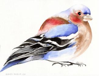 Colourful Chaffinch, 2011, (ink on paper) | Obraz na stenu