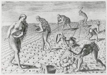Florida Indians planting maize, from 'Grandes Voyages', 1591, written and engraved by Theodor de Bry (1528-98) (engraving) (see also 180136) | Obraz na stenu