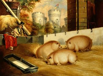 Three Pigs with Castle in the Background | Obraz na stenu