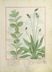 Ms Fr. Fv VI #1 fol.113 Mint and Plantain, or Ribwort, illustration from 'The Book of Simple Medicines' by Mattheaus Platearius (d.c.1161) (vellum) | Obraz na stenu