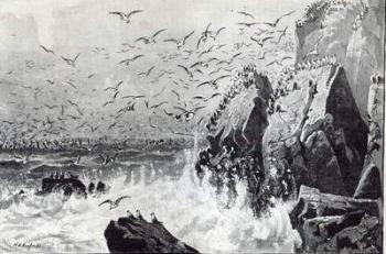 The Haunt of the Gulls, from 'Leisure Hour', 1888 (engraving) | Obraz na stenu