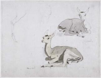 Studies of young Pallah Deer Resting, c.1802 (w/c & graphite on paper) | Obraz na stenu