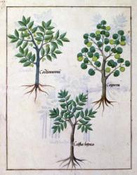 Ms Fr. Fv VI #1 fol.165v Illustration from the 'Book of Simple Medicines' by Mattheaus Platearius (d.c.1161) c.1470 (vellum) | Obraz na stenu