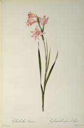 Gladiolus Carneus, from `Les Liliacees', 1804 (coloured engraving) | Obraz na stenu