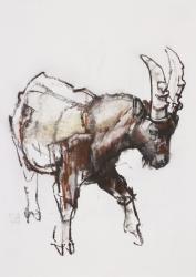 Young Ibex, Gran Paradiso, 2005 (charcoal & conte on paper) | Obraz na stenu
