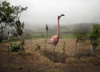 Flamingo in a Field | Obraz na stenu