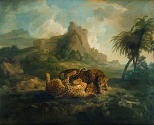 Leopards at Play, c.1763-8 | Obraz na stenu