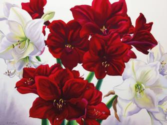 Red and White Amaryllis, 2008 (w/c on paper) | Obraz na stenu