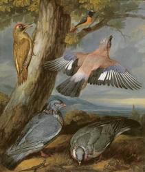 Jay, Green Woodpecker, Pigeons and Redstart, c.1650 (oil on canvas) | Obraz na stenu
