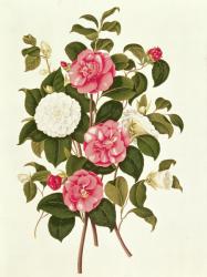 Camellia (double white and striped) from "A Monograph on the Genus of the Camellia" (colour lithograph) | Obraz na stenu
