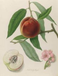Nectarine: Neals Early Purple (coloured engraving) | Obraz na stenu