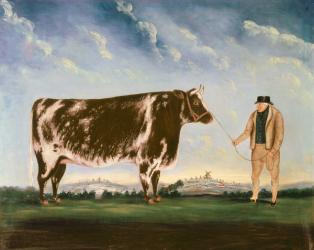 Study of a Shorthorn | Obraz na stenu