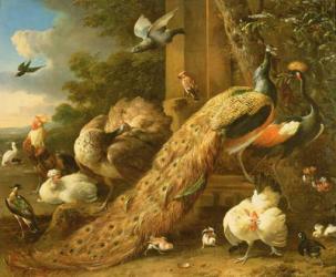 Peacock, parakeet, pelican, crane and poultry (oil on canvas) | Obraz na stenu