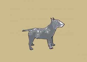 Bull terrier | Obraz na stenu