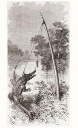 An alligator trap on the Oyapock or Oiapoque River, which forms the border of French Guiana and Brazil (engraving) | Obraz na stenu