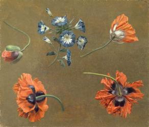Poppies and Tradascanthus (oil on canvas) | Obraz na stenu