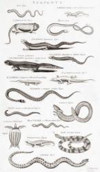 Different types of Reptiles (engraving) | Obraz na stenu