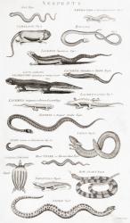 Different types of Reptiles (engraving) | Obraz na stenu