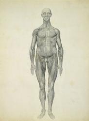 The Human Figure, anterior view, from the series 'A Comparative Anatomical Exposition of the Structure of the Human Body with that of a Tiger and a Common Fowl', 1795-1806 (graphite on paper) | Obraz na stenu