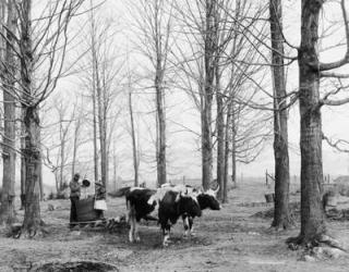 Bringing in the sap in a maple sugar camp, c.1900-06 (b/w photo) | Obraz na stenu