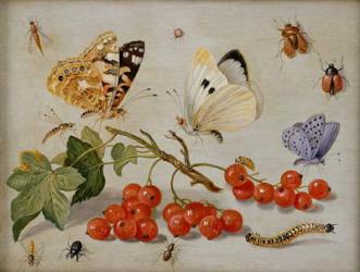 A still life with sprig of Redcurrants, butterflies, beetles, caterpillar and insects (oil on copper) | Obraz na stenu