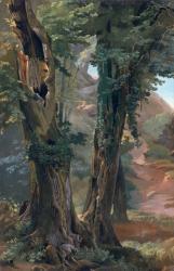 Old Elms, c.1835 (oil on paper on board) | Obraz na stenu